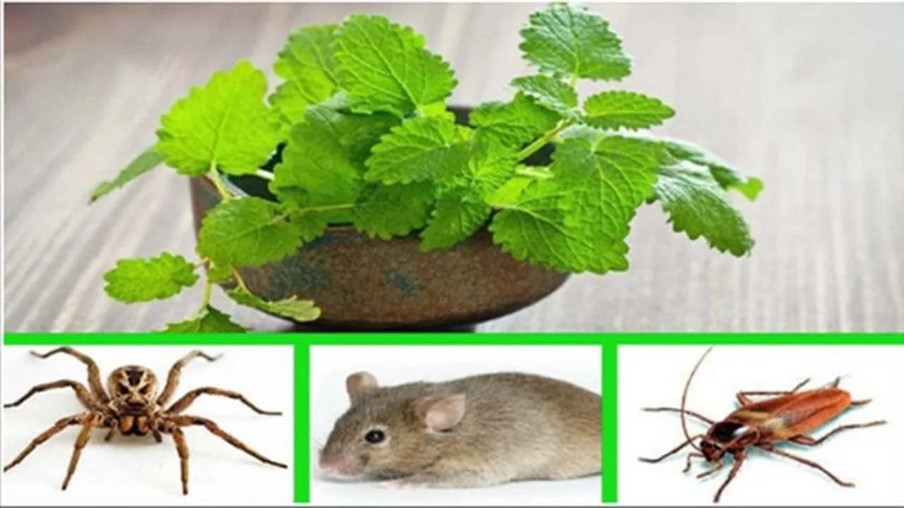 Cover Image for La menthe permet d’éloigner les souris, les araignées et les insectes de votre maison voila comment l’utiliser